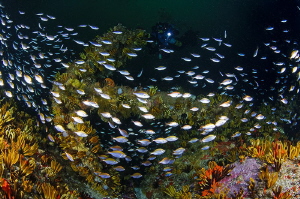 ~ Swimming Up the One Way ~

One of the anchors at Whit... by Geo Cloete 